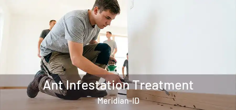  Ant Infestation Treatment Meridian-ID