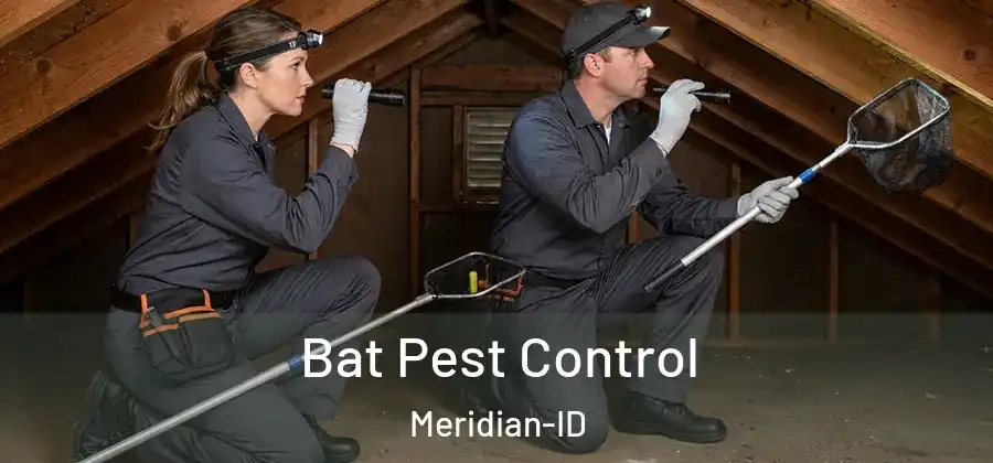 Bat Pest Control Meridian-ID