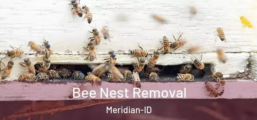 Bee Nest Removal Meridian-ID