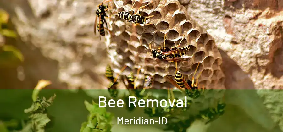 Bee Removal Meridian-ID