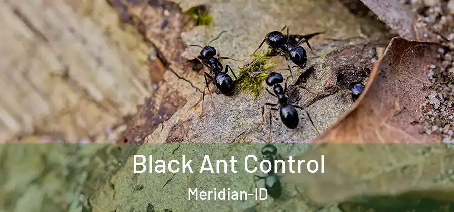 Black Ant Control Meridian-ID