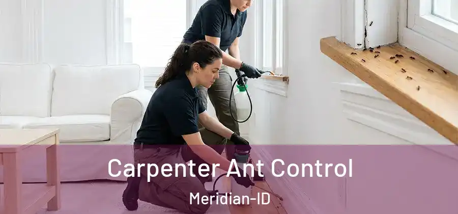 Carpenter Ant Control Meridian-ID