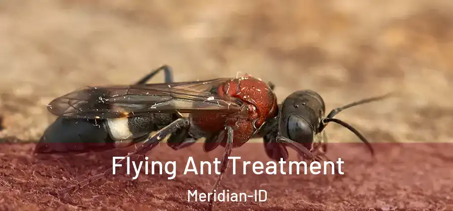  Flying Ant Treatment Meridian-ID