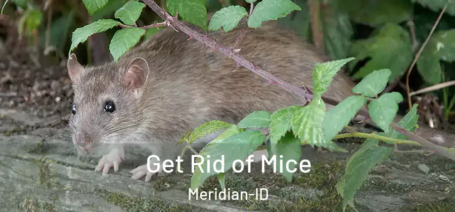 Get Rid of Mice Meridian-ID
