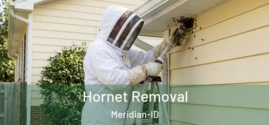 Hornet Removal Meridian-ID