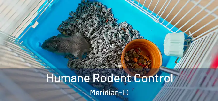 Humane Rodent Control Meridian-ID