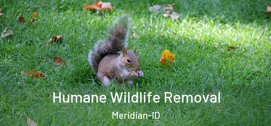Humane Wildlife Removal Meridian-ID