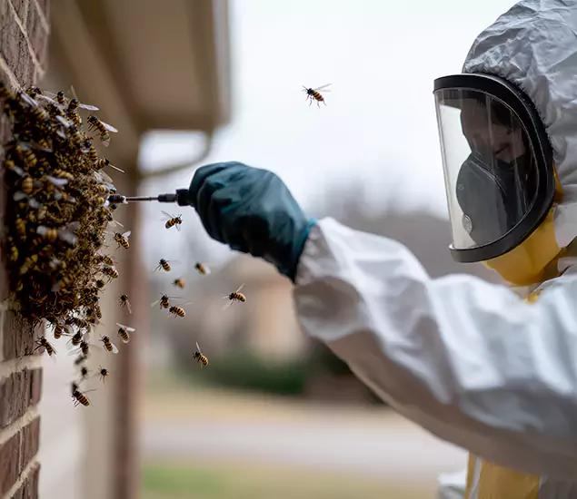 Your Bee Removal Company in Meridian, ID