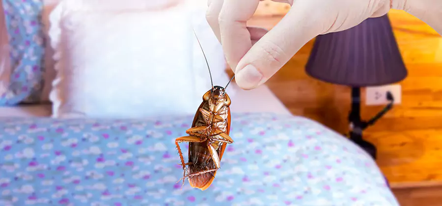 Fast Roach Elimination in Meridian