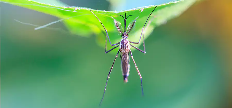 Pest and Mosquito Control for Yard and Patio in Meridian