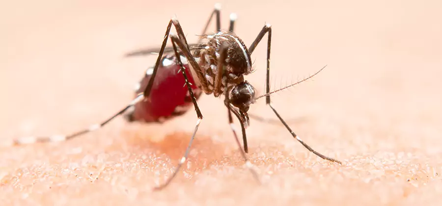 Pond Mosquito Control and Water Treatment in Meridian