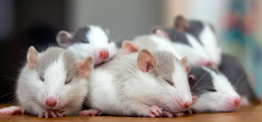 Meridian Pet Safe Mice Control