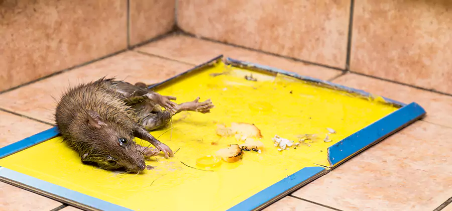 Mouse and Rat Control in Meridian