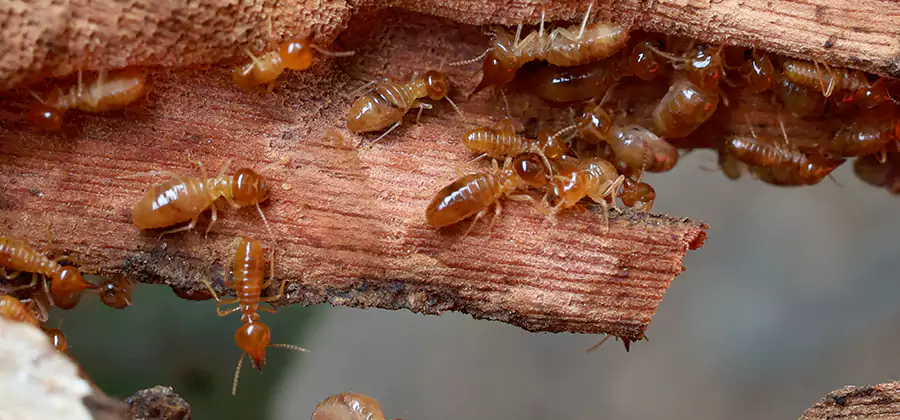 Termite Pest Management in Meridian