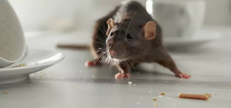 Attic Rat Exclusion Service in Meridian