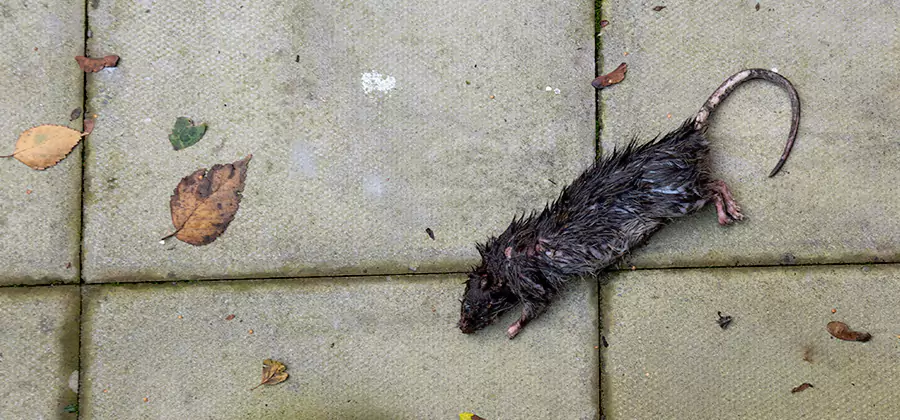 Rodent inspection service in Meridian