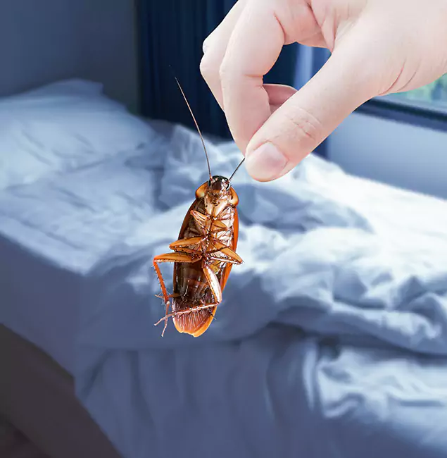 Why Choose Meridian Pest Control Pro for Bed Bug Extermination in Meridian, ID?