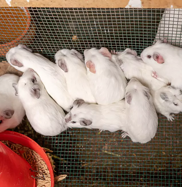Why Choose Meridian Pest Control Pro for Rat Infestation in Meridian, ID?