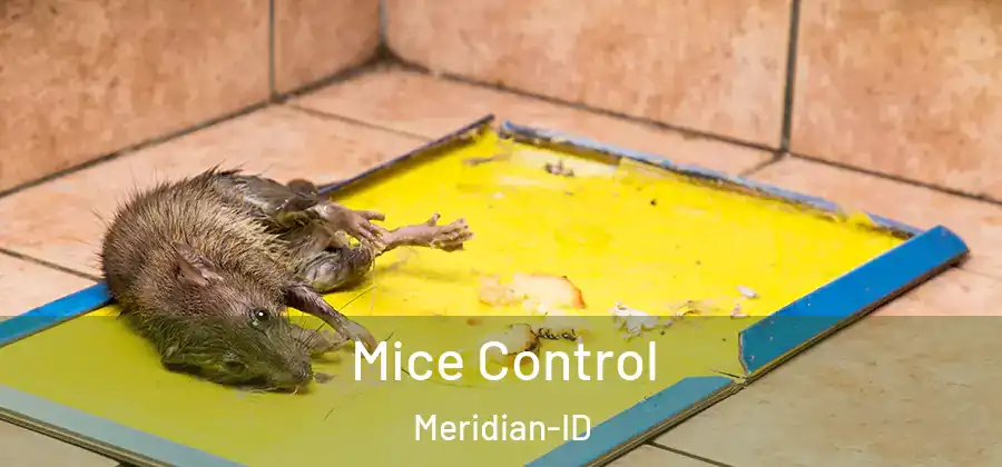  Mice Control Meridian-ID