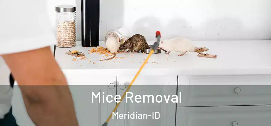  Mice Removal Meridian-ID
