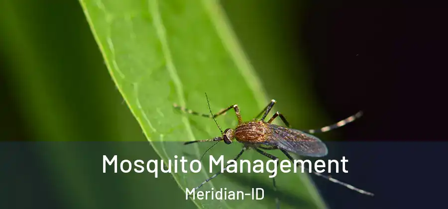  Mosquito Management Meridian-ID
