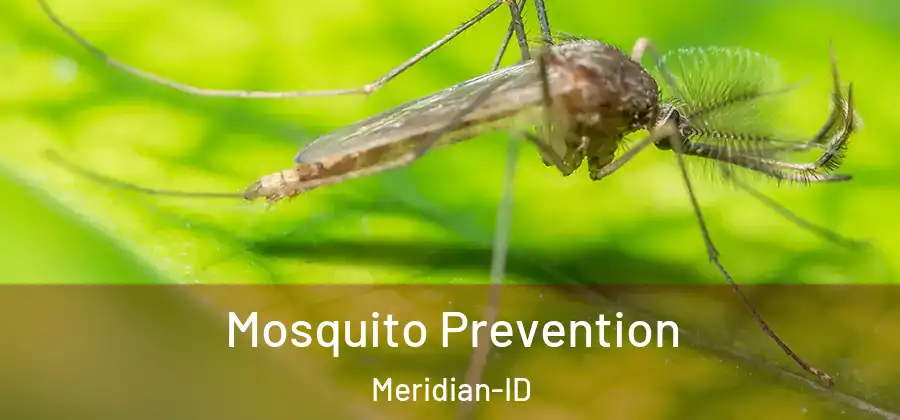  Mosquito Prevention Meridian-ID