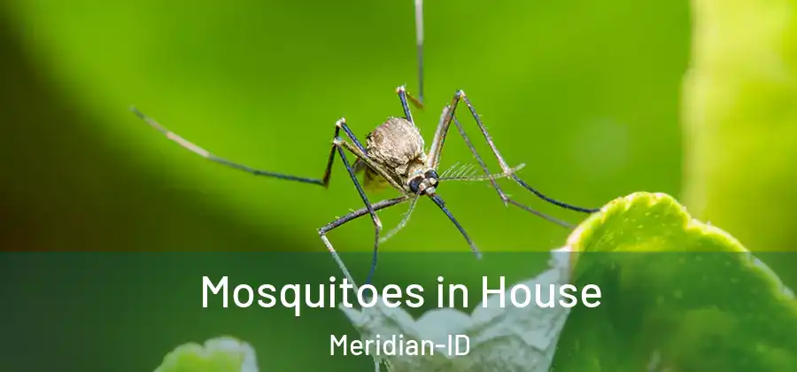  Mosquitoes in House Meridian-ID