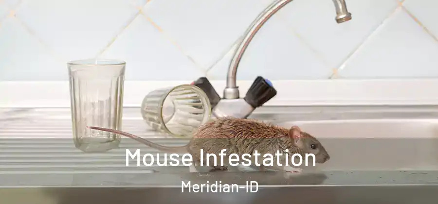Mouse Infestation Meridian-ID