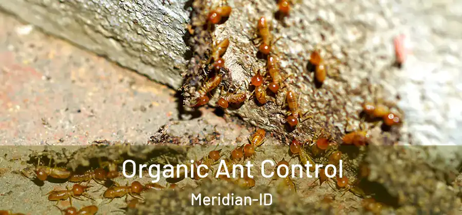 Organic Ant Control Meridian-ID