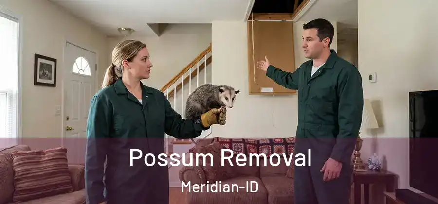  Possum Removal Meridian-ID