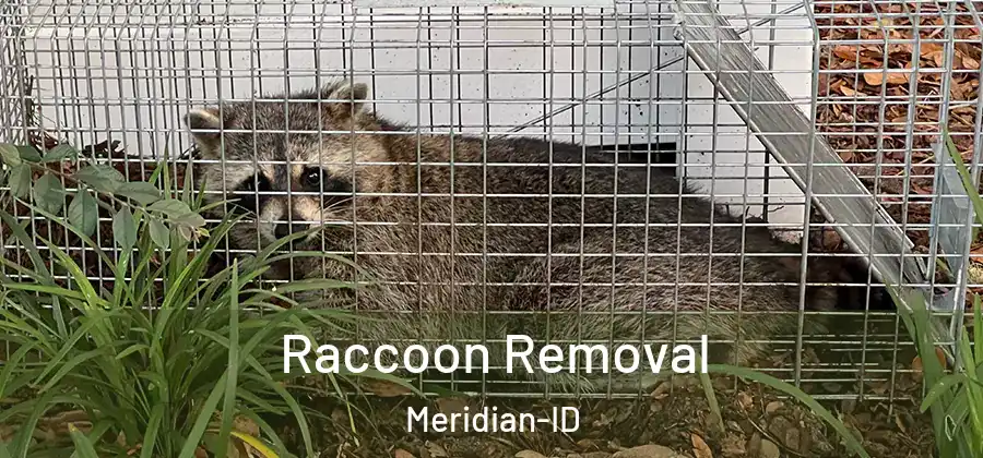 Raccoon Removal Meridian-ID