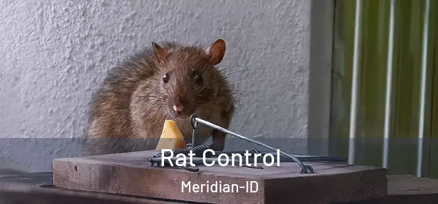  Rat Control Meridian-ID