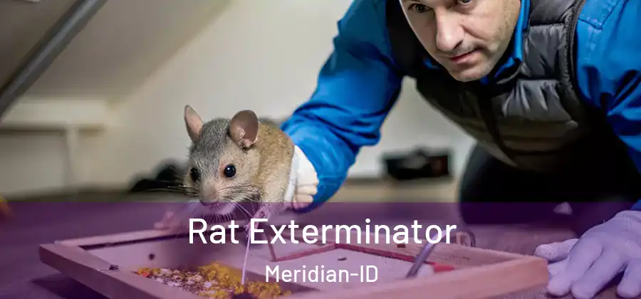  Rat Exterminator Meridian-ID