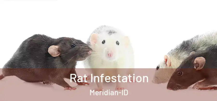 Rat Infestation Meridian-ID