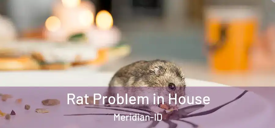 Rat Problem in House Meridian-ID