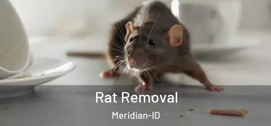 Rat Removal Meridian-ID