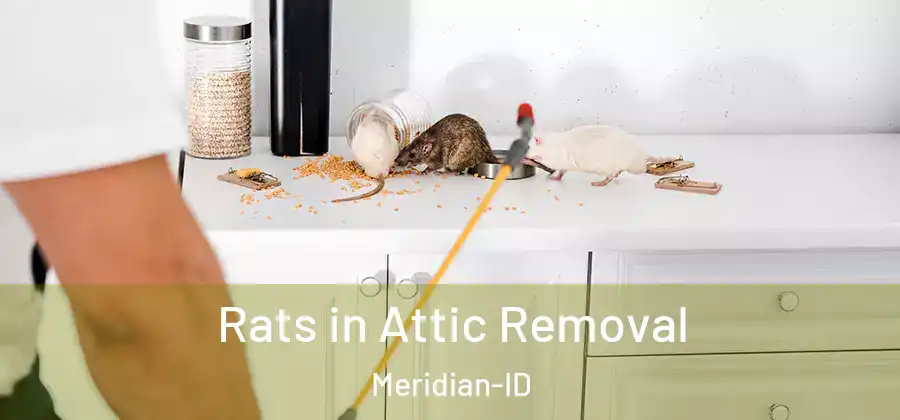 Rats in Attic Removal Meridian-ID