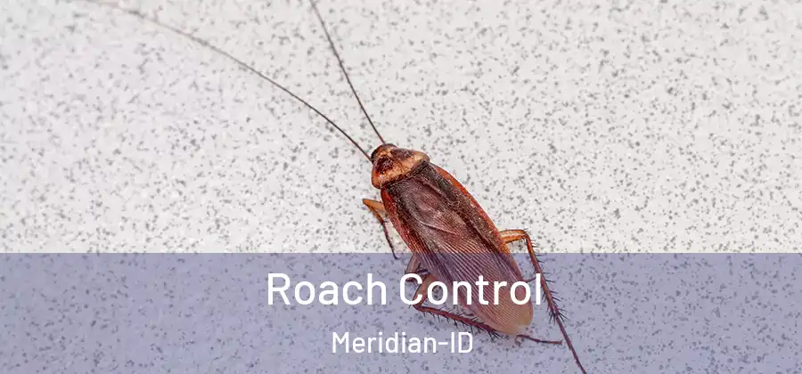 Roach Control Meridian-ID