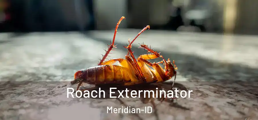  Roach Exterminator Meridian-ID