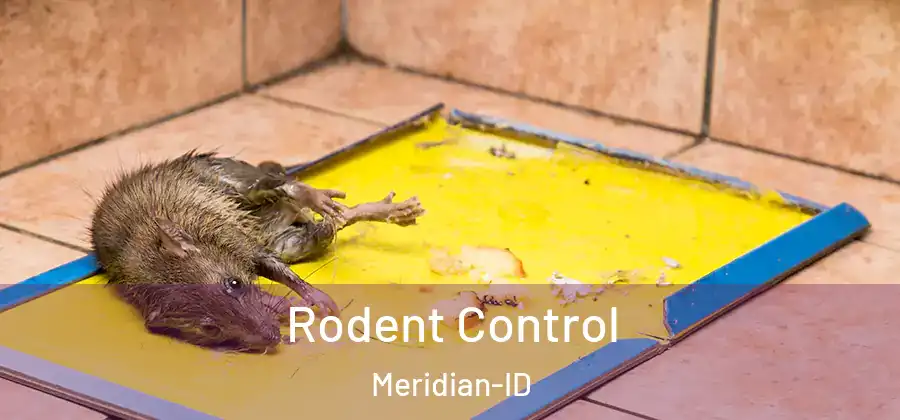  Rodent Control Meridian-ID