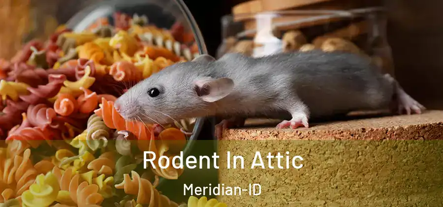Rodent In Attic Meridian-ID
