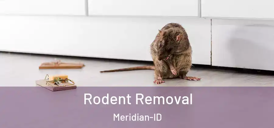 Rodent Removal Meridian-ID