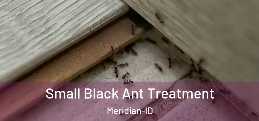  Small Black Ant Treatment Meridian-ID