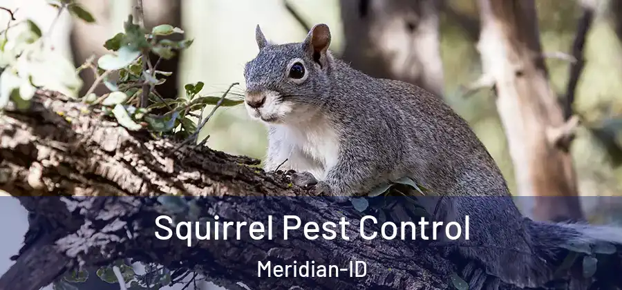 Squirrel Pest Control Meridian-ID