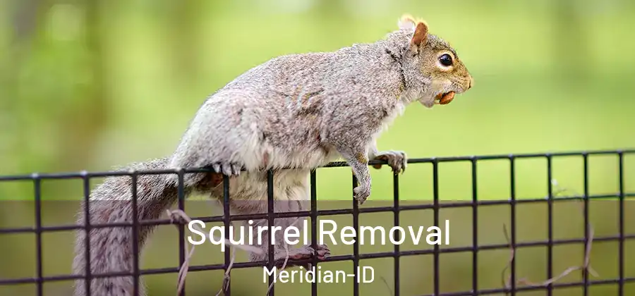  Squirrel Removal Meridian-ID