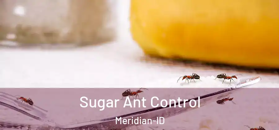 Sugar Ant Control Meridian-ID