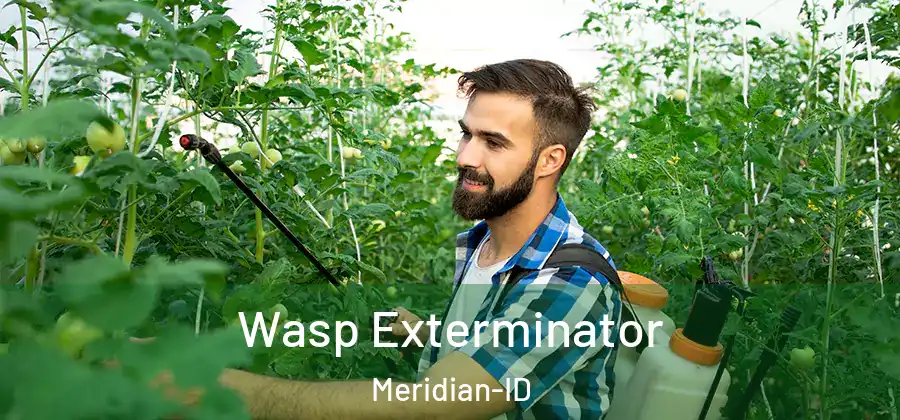 Wasp Exterminator Meridian-ID