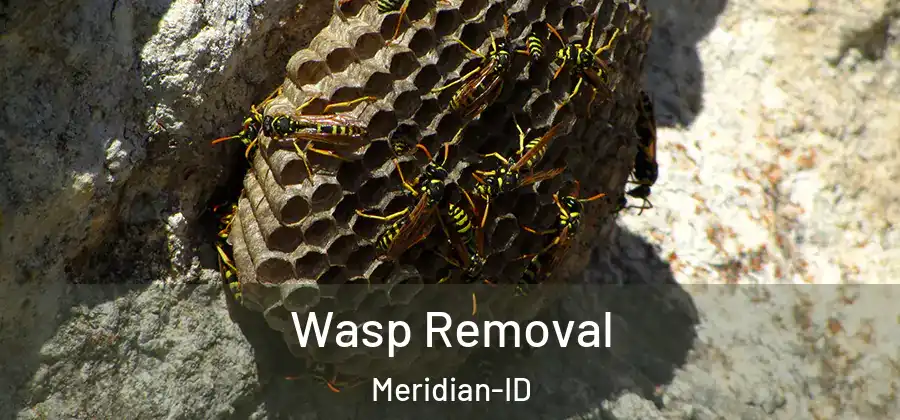 Wasp Removal Meridian-ID