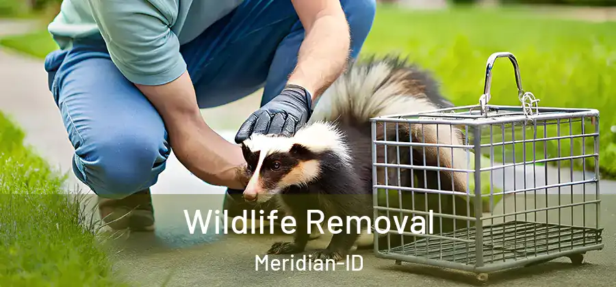  Wildlife Removal Meridian-ID